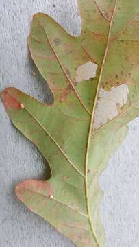 Image of Bucculatrix ainsliella Murtfeldt 1905