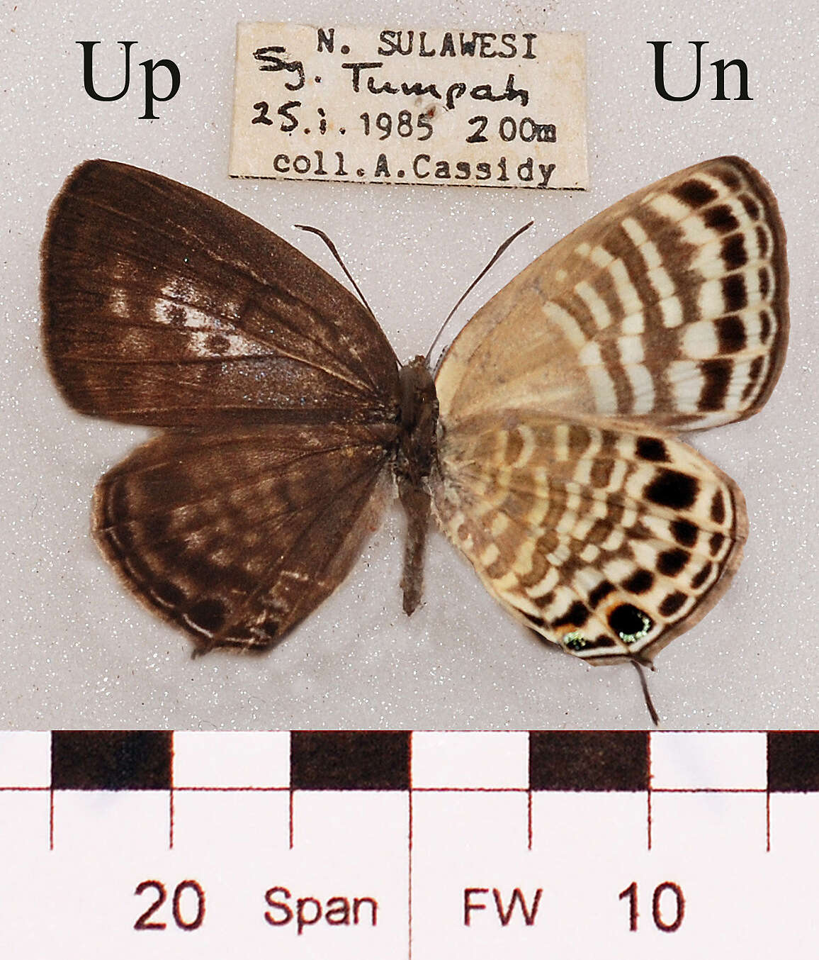 Image of Nacaduba angusta (H. Druce 1873)