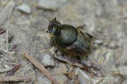 Image of Onthophagus (Palaeonthophagus) medius (Kugelann 1792)