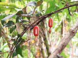 Image of Elaeagnus loureiroi Champ. ex Benth.