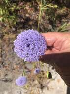 Image of Trachymene coerulea R. Grah.