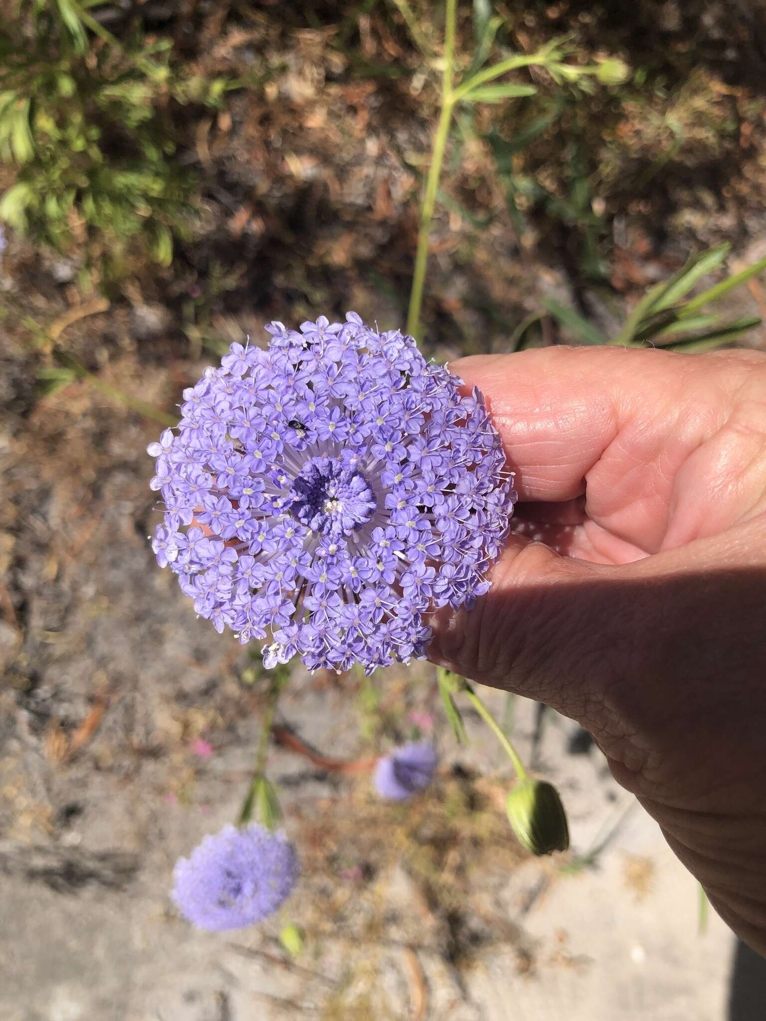 Image of Trachymene coerulea R. Grah.