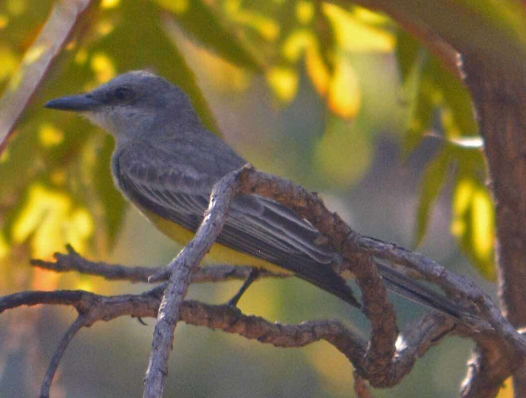 Image of Tropical Kingbird
