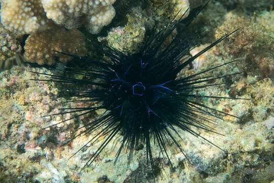 Image of Banded diadem urchin