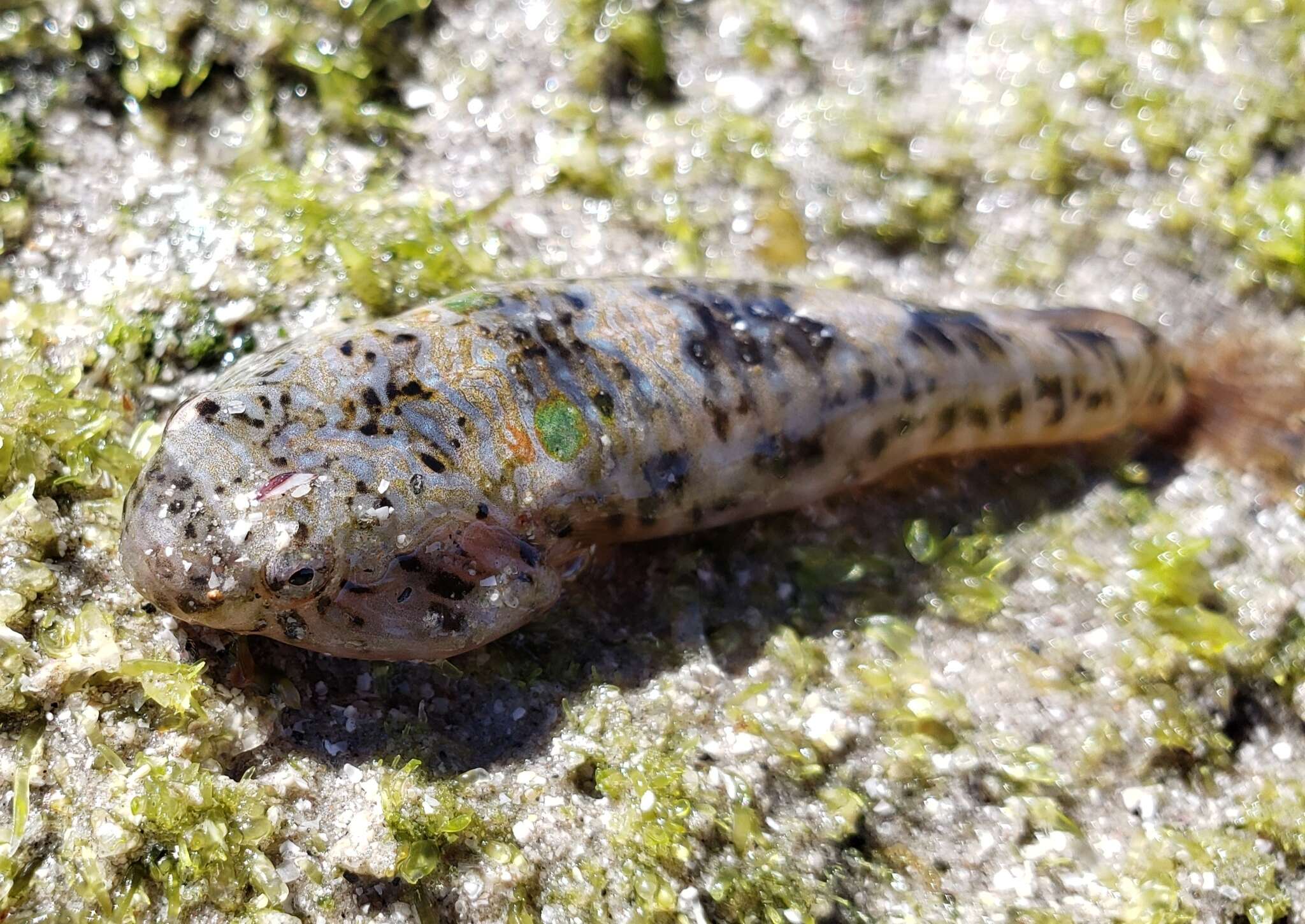 Image of Cortez clingfish