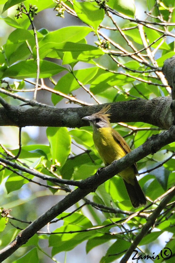 Image of White-throated Bulbul