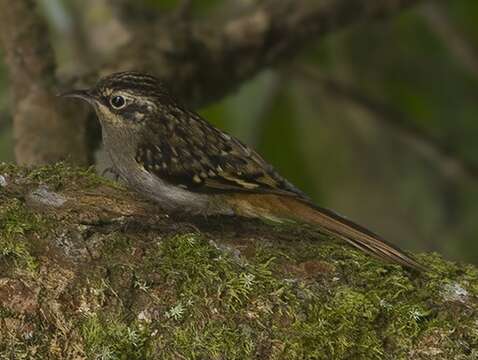 Image of Brown-throated Treecreeper