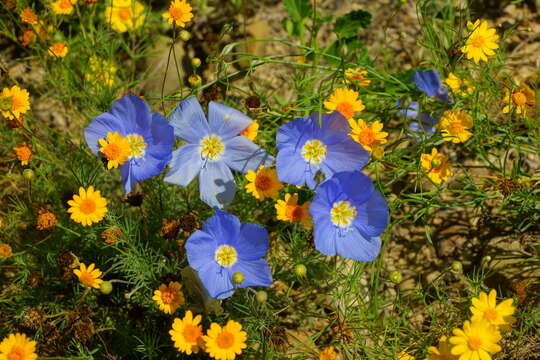 Image of marked gilia