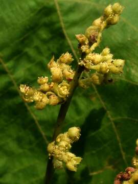 Image of parasol leaf tree