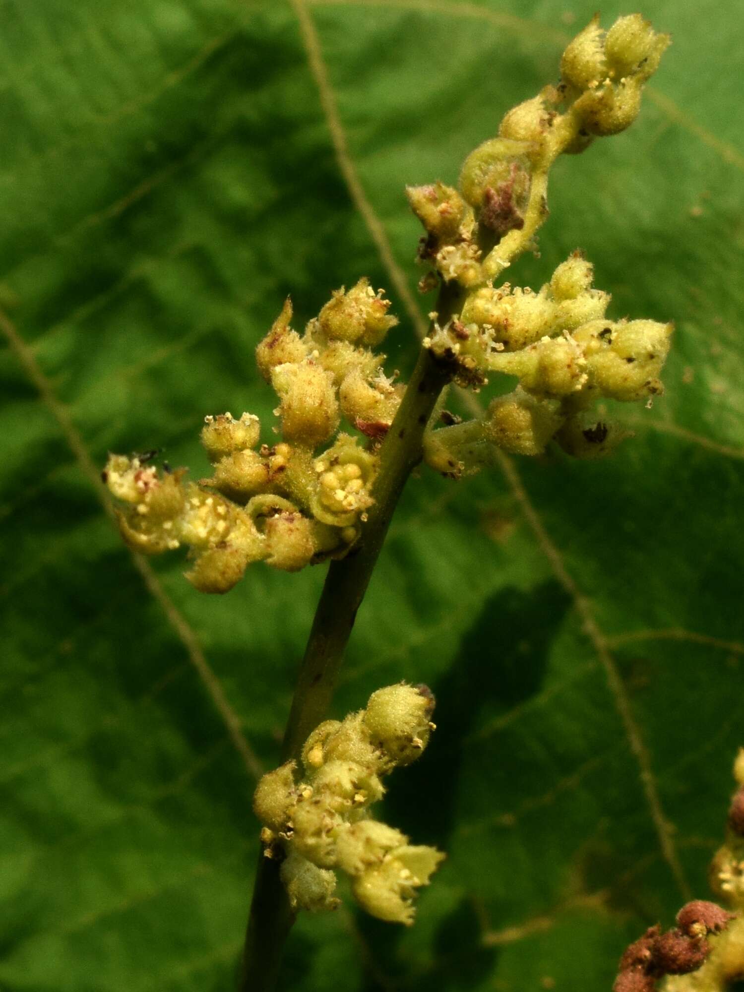 Image of parasol leaf tree