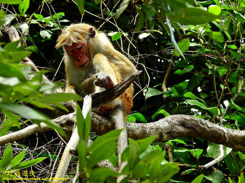 Image of Toque macaque