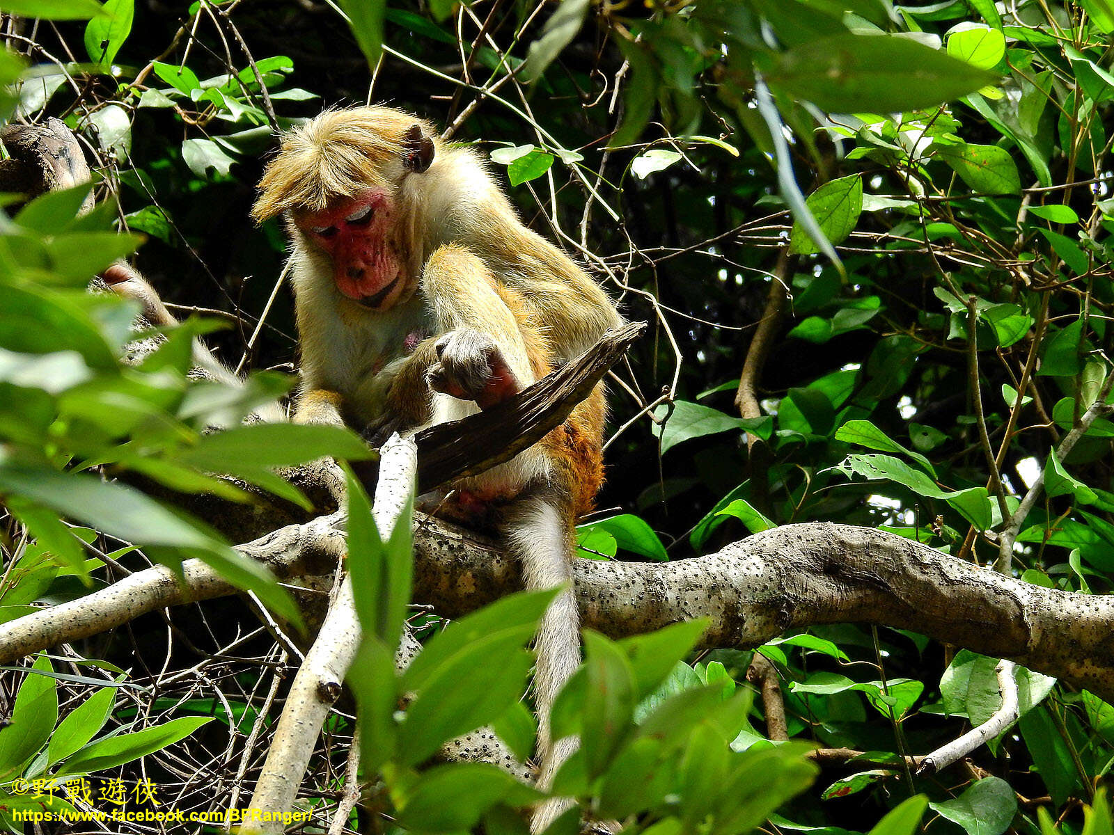 Image of Toque macaque