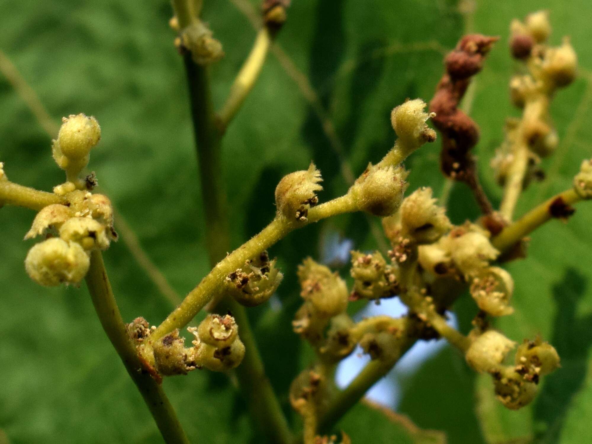 Image of parasol leaf tree