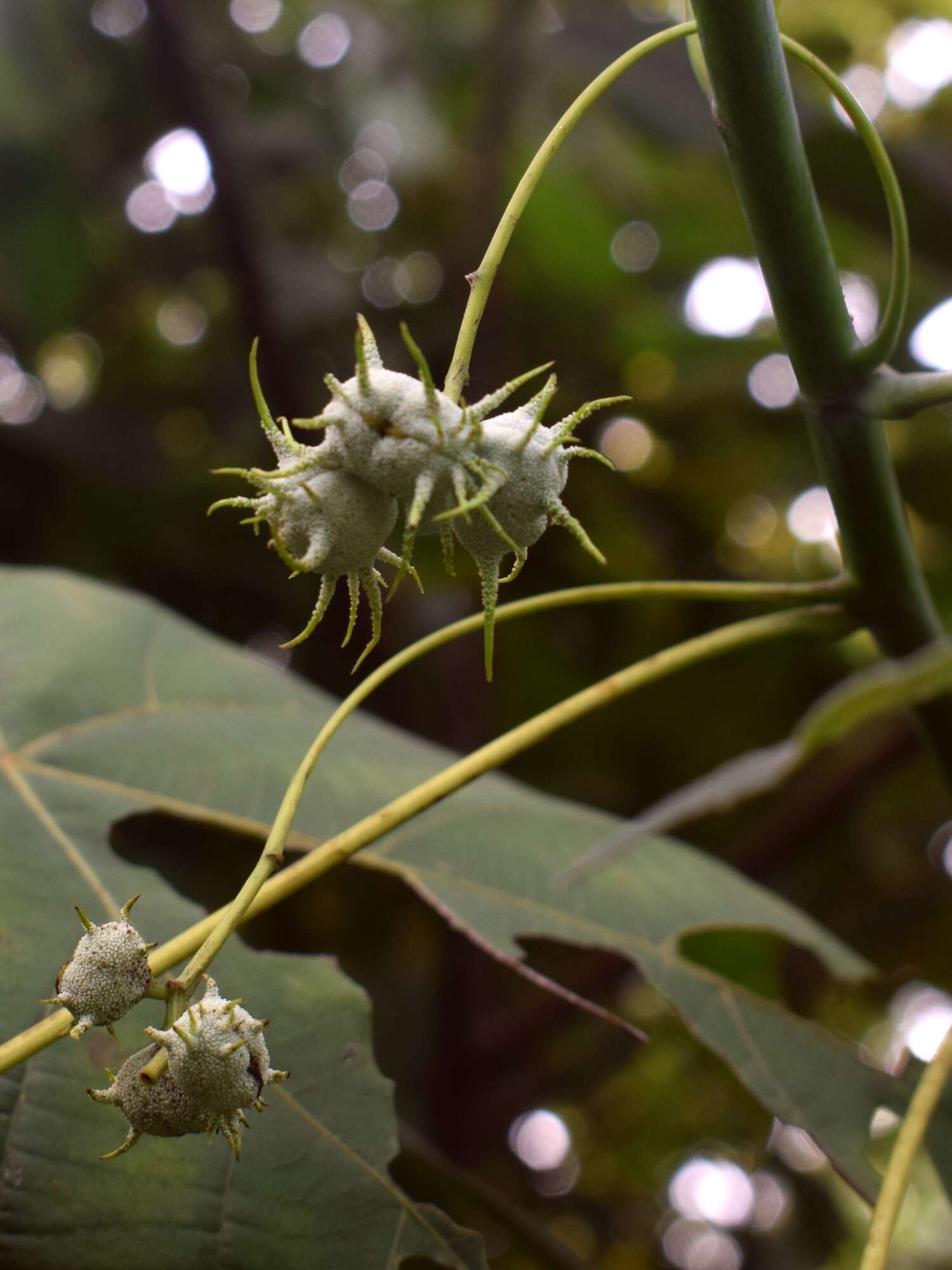 Image of parasol leaf tree