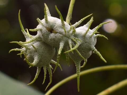 Image of parasol leaf tree