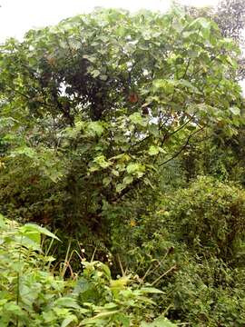 Image of parasol leaf tree