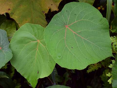 Image of parasol leaf tree