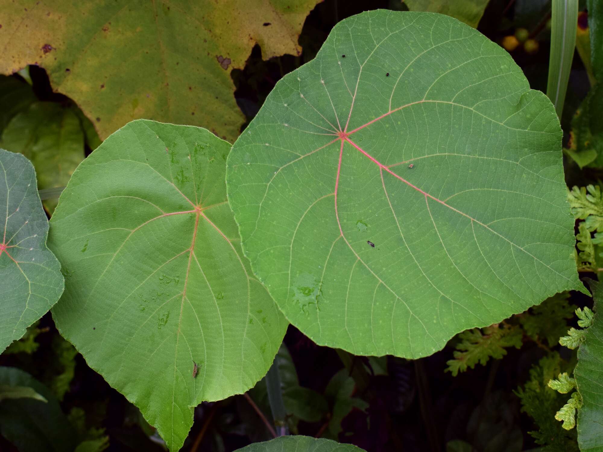 Image of parasol leaf tree