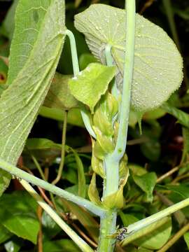 Слика од Macaranga tanarius (L.) Müll. Arg.