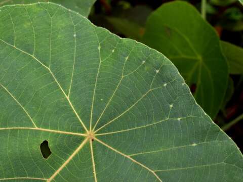 Image of parasol leaf tree