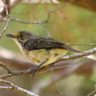 Слика од Vireo griseus (Boddaert 1783)