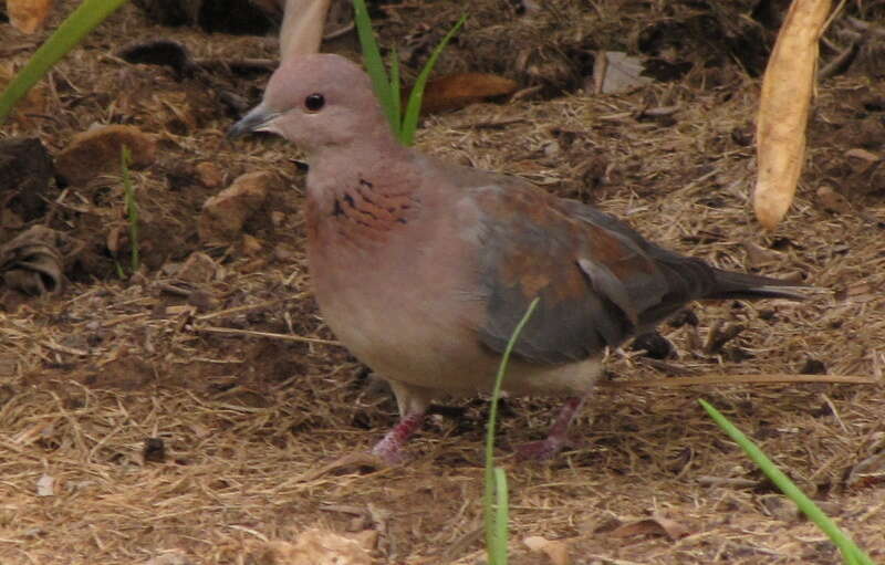 Image of <i>Streptopelia <i>senegalensis</i></i> senegalensis