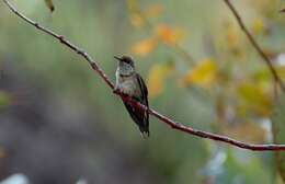 Image of Andean Hillstar