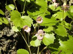 Image of Begonia uniflora S. Watson