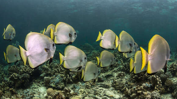 Image of Golden batfish