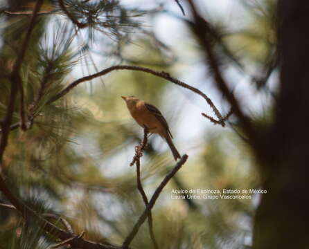 Image of Buff-breasted Flycatcher