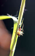 Image of Oxyopes elegans L. Koch 1878