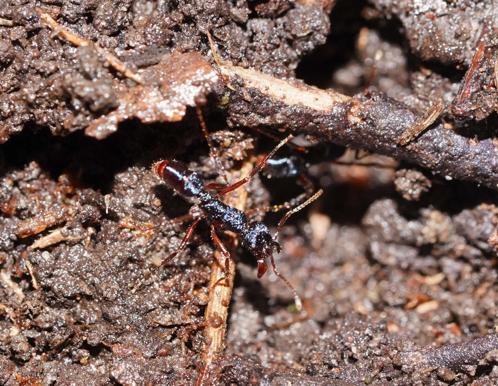 Image of Rhytidoponera confusa Ward 1980