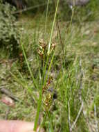 Image of Carex hebes Nelmes