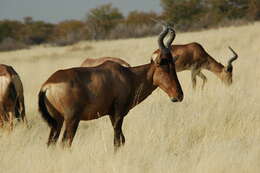 Image of Hartebeest