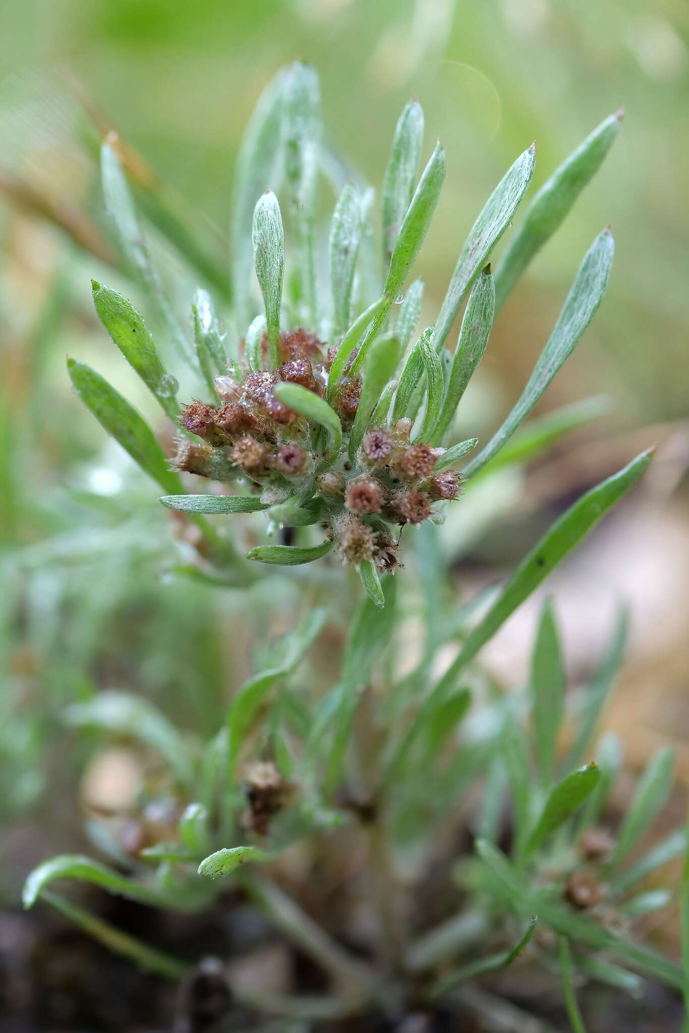 Plancia ëd Gnaphalium indutum Hook. fil.