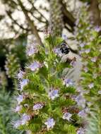 صورة Anthophora alluaudi Pérez 1902