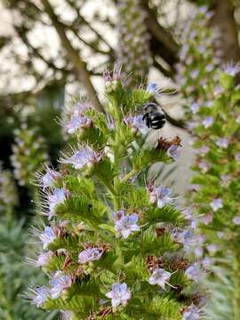 Слика од Anthophora alluaudi Pérez 1902