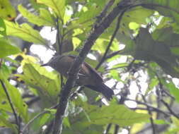 Image of Bower's Shrike-thrush