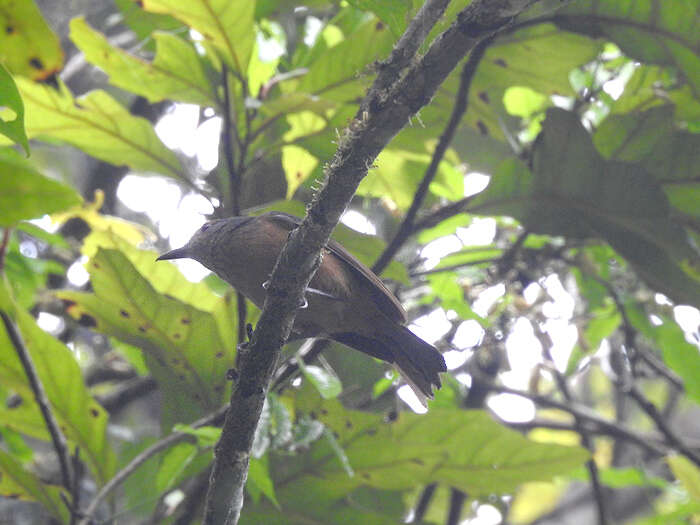 Image of Bower's Shrike-thrush