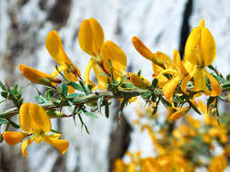 صورة Genista corsica (Loisel.) DC.