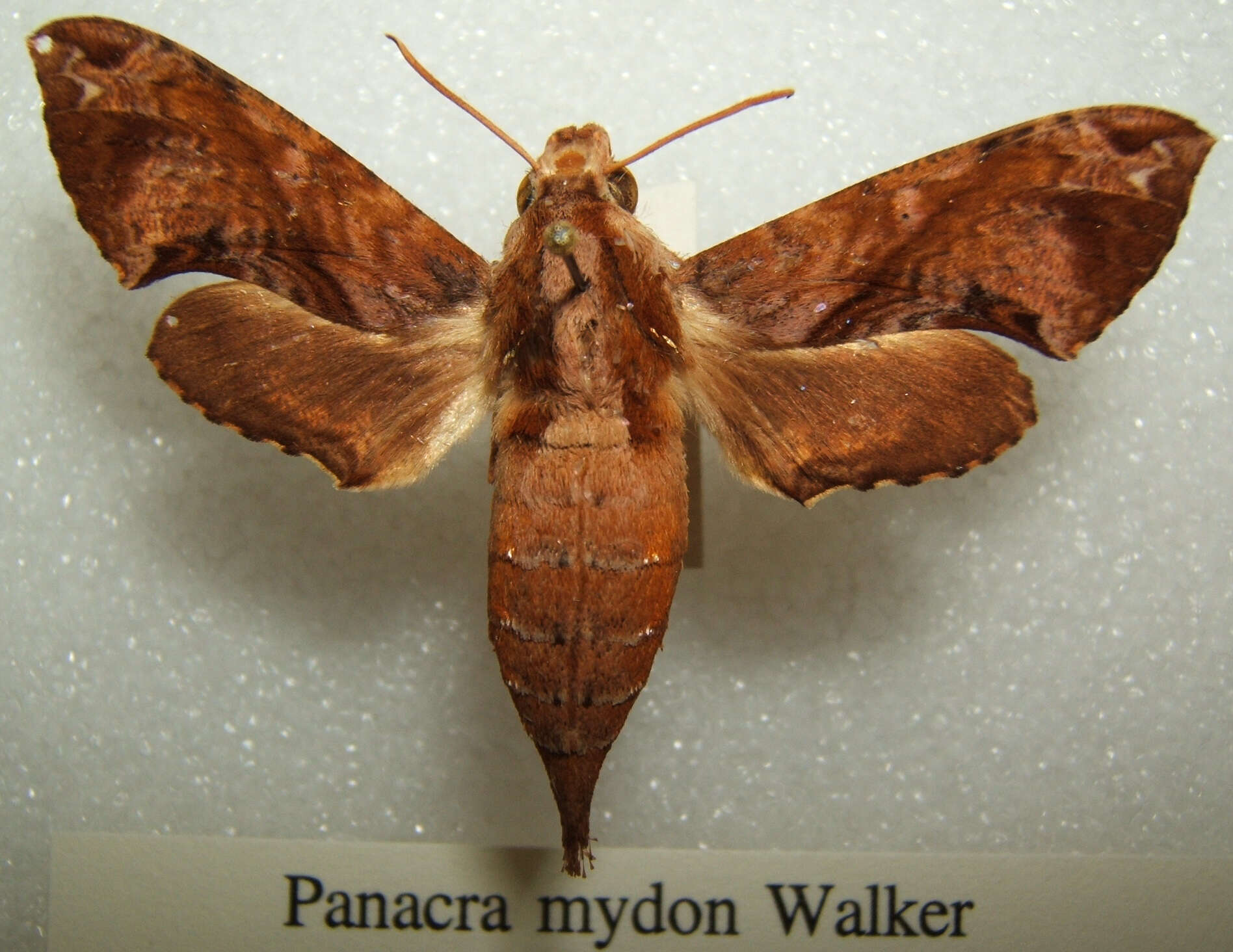Image of Eupanacra mydon (Walker 1856)
