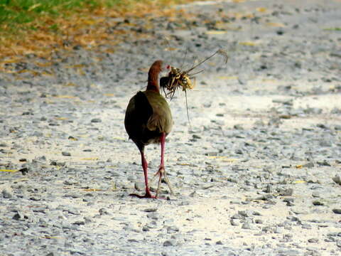 Image of Giant Wood Rail