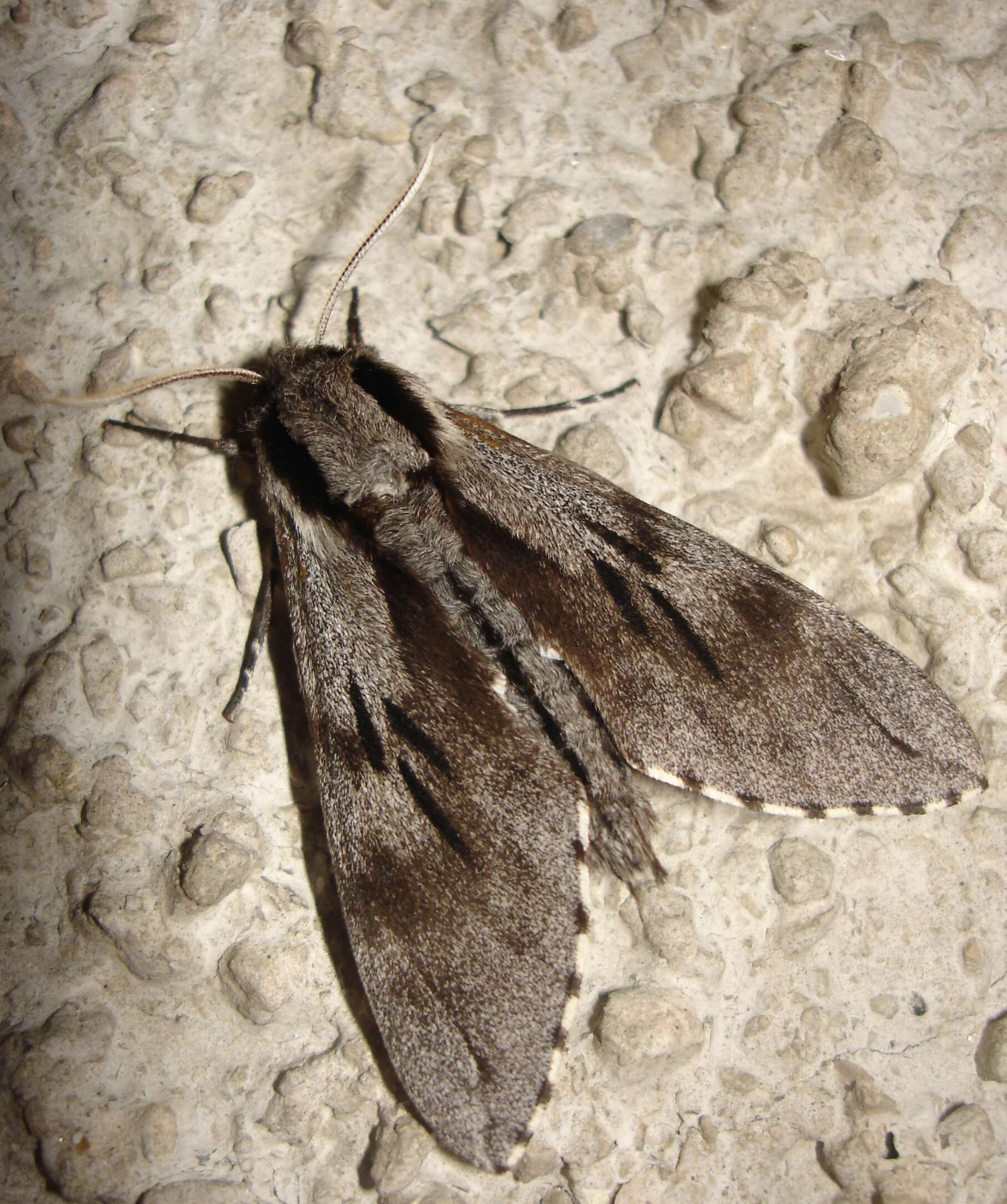 Image of Pine hawkmoth