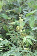 Imagem de Mimosa polydactyla Willd.