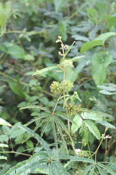 Image of Mimosa polydactyla Willd.