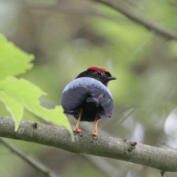 Image of Lance-tailed Manakin