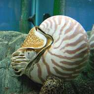 Image of chambered nautilus