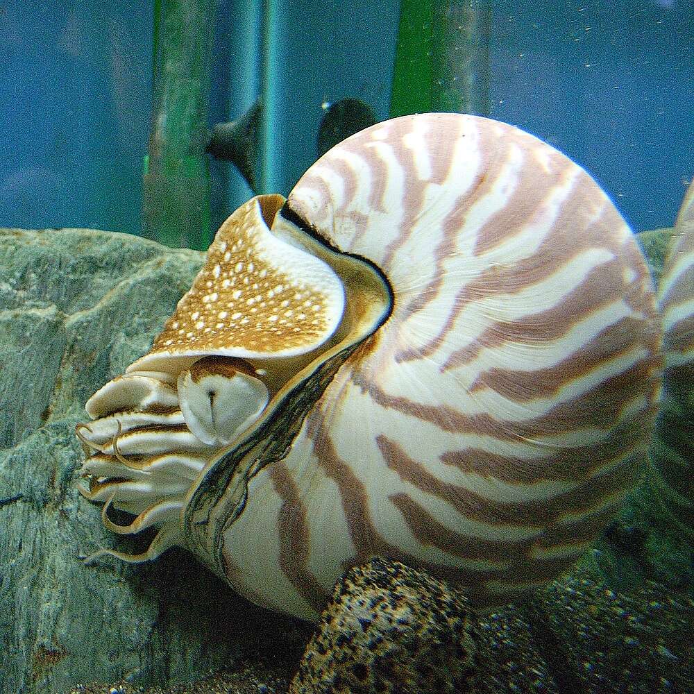 Nautilus pompilius Linnaeus 1758 resmi