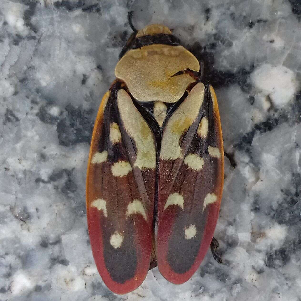 Image of Phymatostetha rufolimbata Schmidt 1910