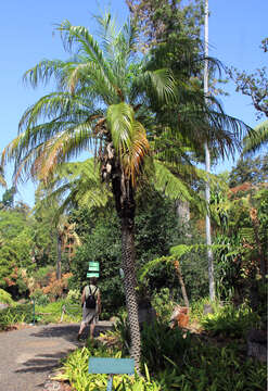 Image of pygmy date palm